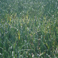 bacLB_dieback1sq bacLB_dieback1sq