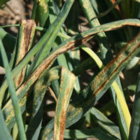 bacLB_dieback2sq bacLB_dieback2sq