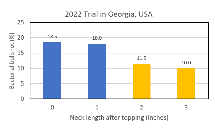 Bar chart with four bars, comparing the percent of bacterial bulb rot across neck length after topping (inches). The bar labeled 0 (no neck length) is 18.5%. The bar labeled 1 (one inch neck length) is 18.0%. The bar labeled 2 (two inch neck length) is 11.5%. The bar labeled 3 (three inch neck length) is 10.0%.