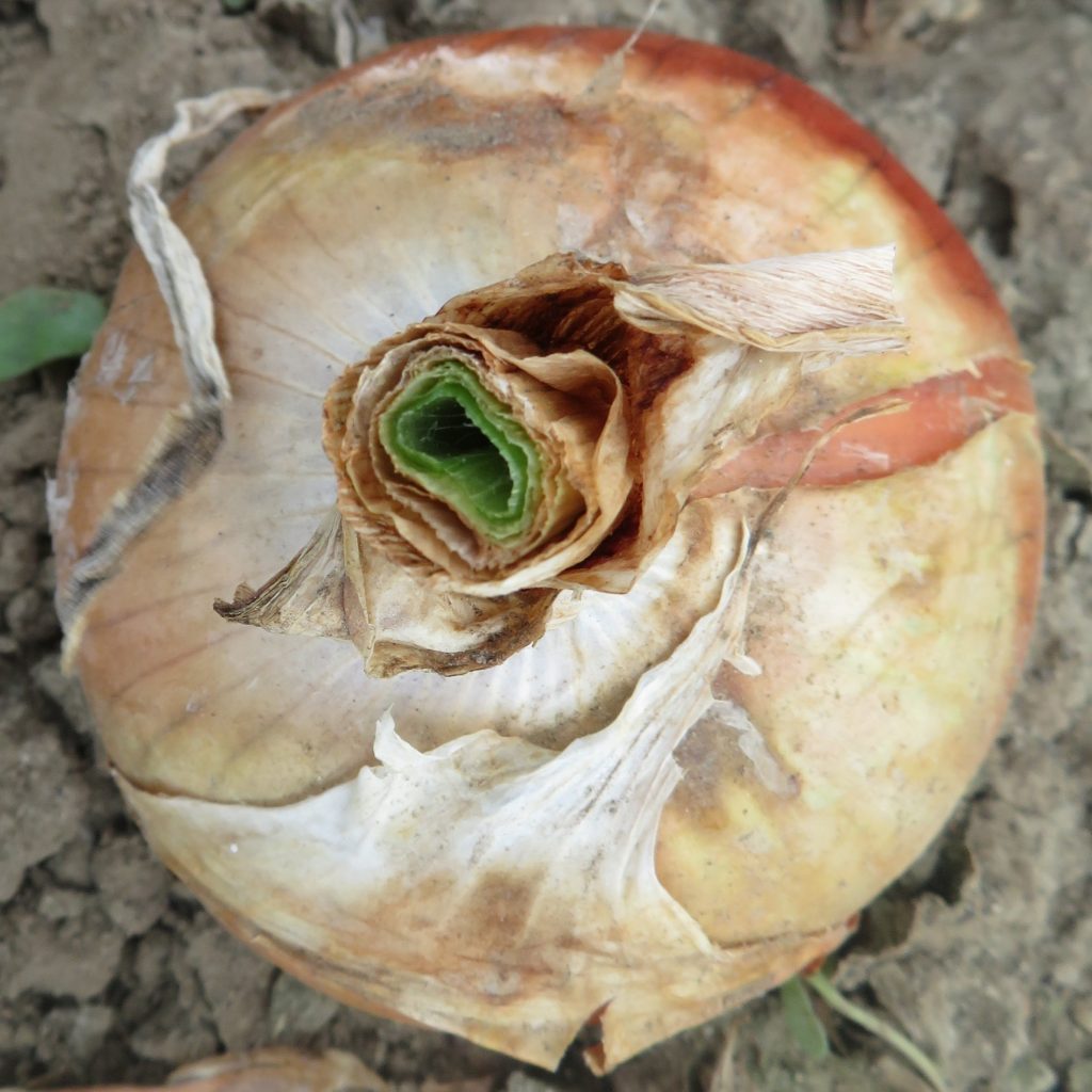 Onion showing a green interior neck top and brown exterior layers.